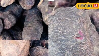 सर्दियों का तोहफा है यह सब्जी, स्वाद और सेहत दोनों का है खजाना, फायदे जान हो जाएंगे हैरान