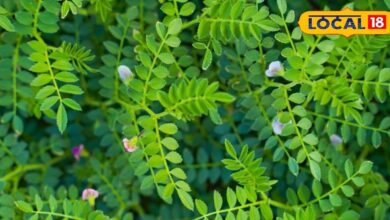 सर्दियों में खाएं 5 पोषक तत्वों वाला ये साग, डायबिटीज सहित 7 बीमारियां हो जाएंगी छूमंतर! कब्ज से भी मिलेगी राहत