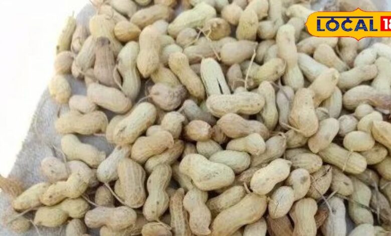 सर्दियों में मूंगफली खाने के 5 चमत्कारी फायदे, आज ही डाइट में करें शामिल; शरीर में भर देगी गर्माहट, दिनभर रहेंगे एनर्जेटिक