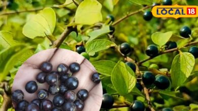 साल में सिर्फ 1 महीने मिलने वाला जंगली फल, पेट की बीमारियों का अचूक इलाज - Madhya Pradesh News