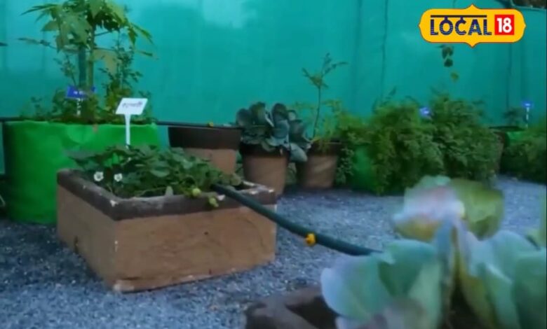 सिरोही तपोवन में 5 लेयर फार्मिंग मॉडल से ऑर्गेनिक खेती का सफल तरीका.