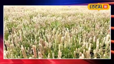 सिर्फ 120 दिन में तैयार होती है ये फसल, हेक्टयर में 2 लाख की कमाई, किसानों के लिए वरदान बनी ईसबगोल की खेती