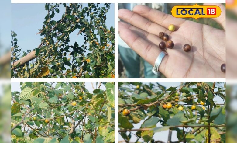 सिर्फ ठंड में मिलता है ये फल, जंगलों से ढूंढ-ढूंढकर लाते हैं लोग, खाने में होता है खट्टा-मीठा, जानें फायदे