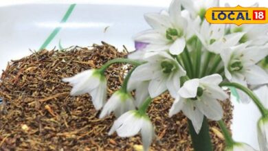 सिर्फ पहाड़ों पर उगती है ये जड़ी-बूटी, कीमत ₹8000 kg, खाने में लगा दिया छौंका...तो उड़ जाएंगी कई बीमारियां!