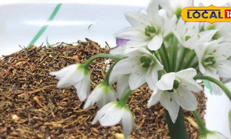 सिर्फ पहाड़ों पर उगती है ये जड़ी-बूटी, कीमत ₹8000 kg, खाने में लगा दिया छौंका...तो उड़ जाएंगी कई बीमारियां!