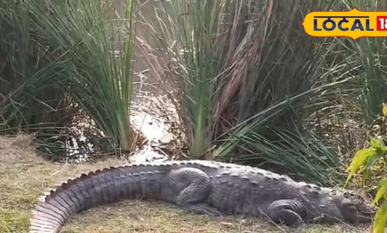 सिलीसेढ़ झील-सरिस्का में मगरमच्छ देखने उमड़ी भीड़