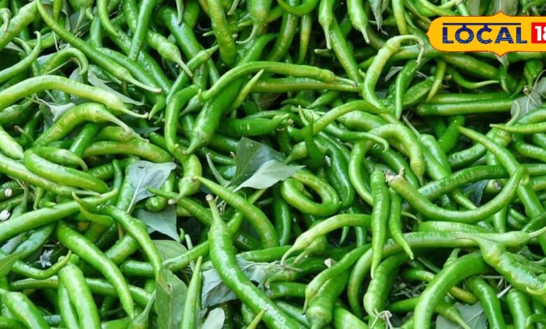 सीकर का मिर्ची उत्पादन हब | Paniharwas Chilli Village Sikar Mirchi Farming