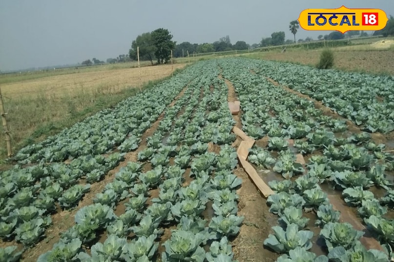 गोभी की खेती 