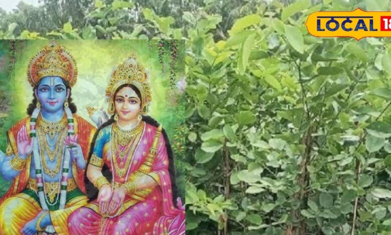 सेवन का वृक्ष आस्था, ऊर्जा व पर्यावरण के लिए लाभकारी