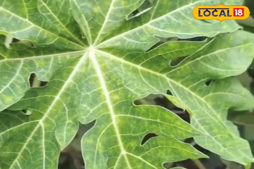 पपीते के पत्ते पपीते के पत्ते