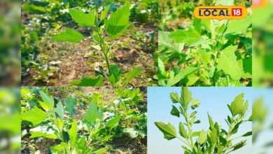 स्वाद और सेहत दोनों के लिए फिट है बथुआ साग, सर्दियों का है सुपरफूड, खाने के मिलेंगे गजब के फायदे