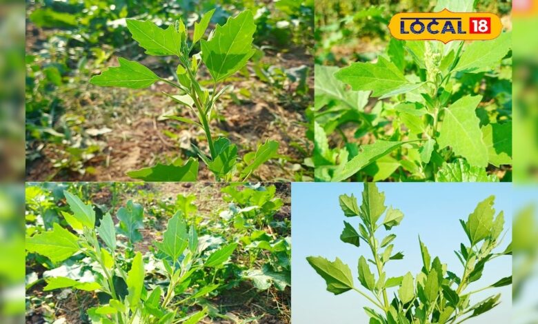 स्वाद और सेहत दोनों के लिए फिट है बथुआ साग, सर्दियों का है सुपरफूड, खाने के मिलेंगे गजब के फायदे