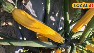 स्वाद के साथ सेहत का खजाना.... सिर्फ सर्दियों में ही मिलती है यह सब्जी, फायदे जानकर हो जाएंगे हैरान - Uttar Pradesh News