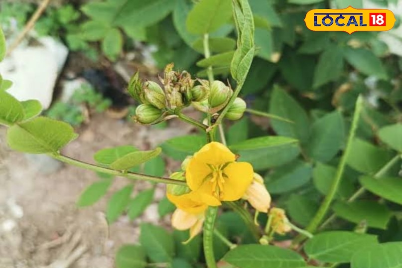 health Tips health Tips