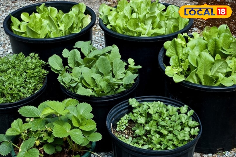 हरी सब्जियां 