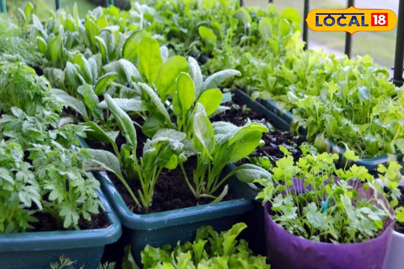 हरी सब्जियां 