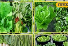 अपनी बगिया में उगाएं मौसमी पत्तेदार सब्जियां, बचत के साथ सेहत भी होगी मजबूत, बस इन बातों का ध्यान रखें - Rajasthan News