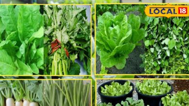 अपनी बगिया में उगाएं मौसमी पत्तेदार सब्जियां, बचत के साथ सेहत भी होगी मजबूत, बस इन बातों का ध्यान रखें - Rajasthan News