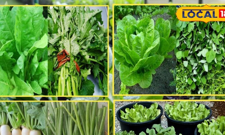 अपनी बगिया में उगाएं मौसमी पत्तेदार सब्जियां, बचत के साथ सेहत भी होगी मजबूत, बस इन बातों का ध्यान रखें - Rajasthan News