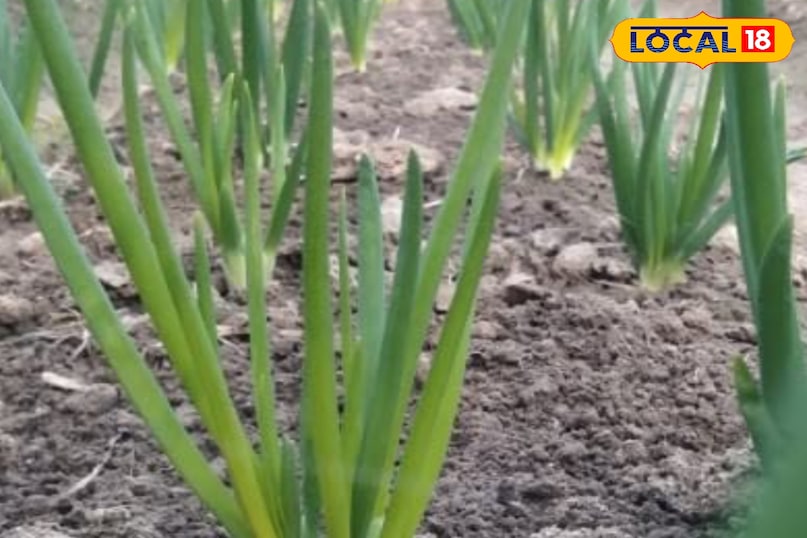 हरी प्याज हरी प्याज