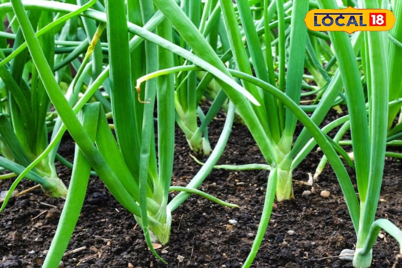 हरी प्याज हरी प्याज