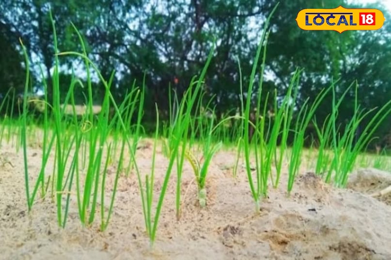 हरी प्याज हरी प्याज