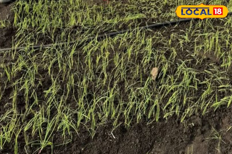 हरी प्याज हरी प्याज