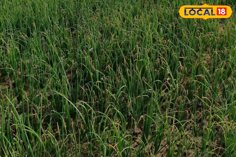 हरी प्याज हरी प्याज