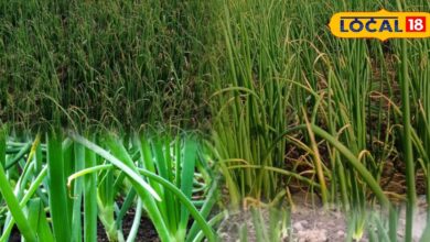Gardening Tips: इस तकनीक से घर के गार्डन में उगाएं ऑर्गेनिक हरी प्याज, कम मेहनत में होगी ज्यादा उपज - Rajasthan News