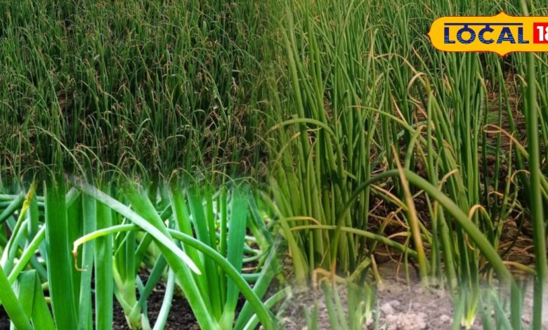 Gardening Tips: इस तकनीक से घर के गार्डन में उगाएं ऑर्गेनिक हरी प्याज, कम मेहनत में होगी ज्यादा उपज - Rajasthan News