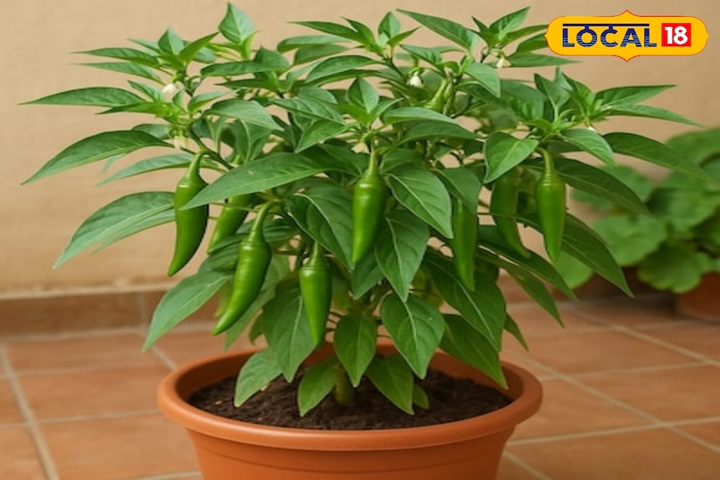 गमला चुनते वक्त न भूलें ये बात