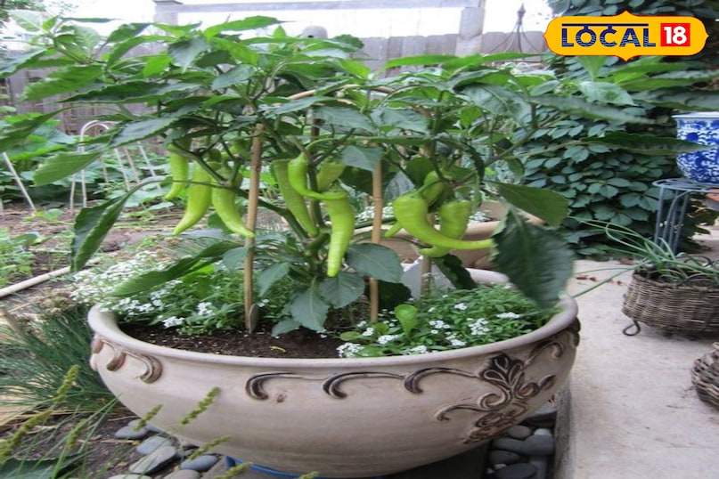 ऑर्गेनिक हरी मिर्च 