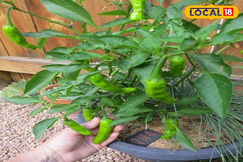 ऑर्गेनिक हरी मिर्च 