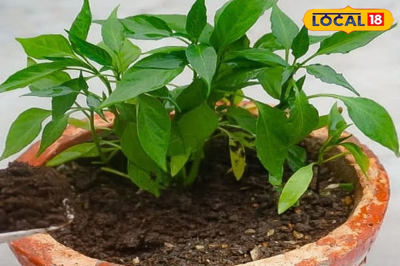 ऑर्गेनिक हरी मिर्च 