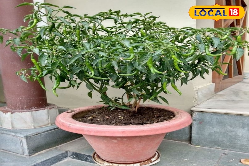 ऑर्गेनिक हरी मिर्च 