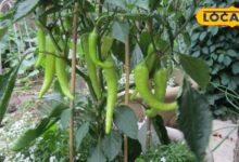 गार्डनिंग टिप्स: अपने घरों में आसानी से उगा सकते हैं हरी मिर्च, जानिए किचन गार्डन में लगाने का सबसे आसान तरीका