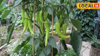 गार्डनिंग टिप्स: अपने घरों में आसानी से उगा सकते हैं हरी मिर्च, जानिए किचन गार्डन में लगाने का सबसे आसान तरीका