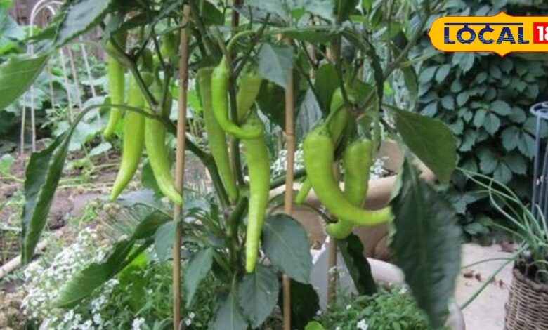 गार्डनिंग टिप्स: अपने घरों में आसानी से उगा सकते हैं हरी मिर्च, जानिए किचन गार्डन में लगाने का सबसे आसान तरीका