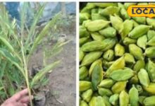 Gardening Tips | Elaichi Growing Tips | Cardamom Plant at Home | Kitchen Garden Ideas | Elaichi Plantation Guide | Elaichi Ki Kheti