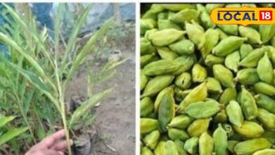 Gardening Tips | Elaichi Growing Tips | Cardamom Plant at Home | Kitchen Garden Ideas | Elaichi Plantation Guide | Elaichi Ki Kheti