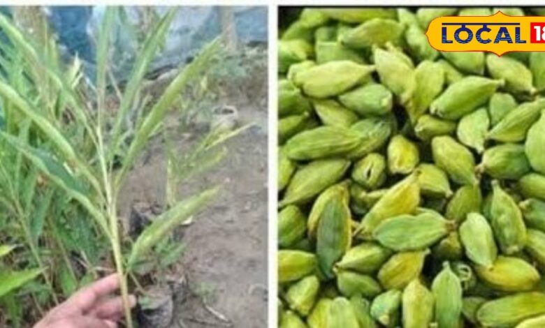 Gardening Tips | Elaichi Growing Tips | Cardamom Plant at Home | Kitchen Garden Ideas | Elaichi Plantation Guide | Elaichi Ki Kheti