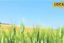 DAP-यूरिया-पोटाश का दम: गेहूं की बालियां भरेंगी, उपज होगी जबरदस्त