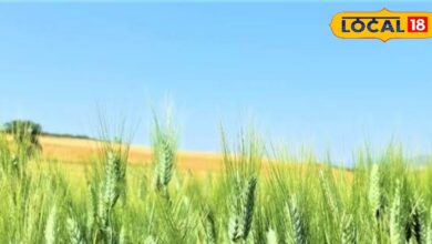 DAP-यूरिया-पोटाश का दम: गेहूं की बालियां भरेंगी, उपज होगी जबरदस्त