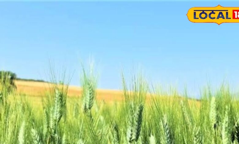 DAP-यूरिया-पोटाश का दम: गेहूं की बालियां भरेंगी, उपज होगी जबरदस्त