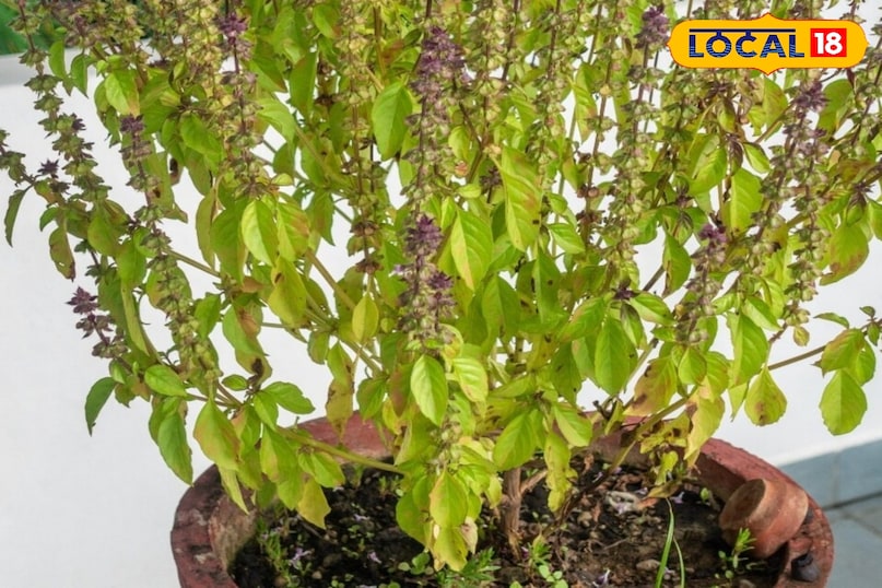 सूखा पौधा 