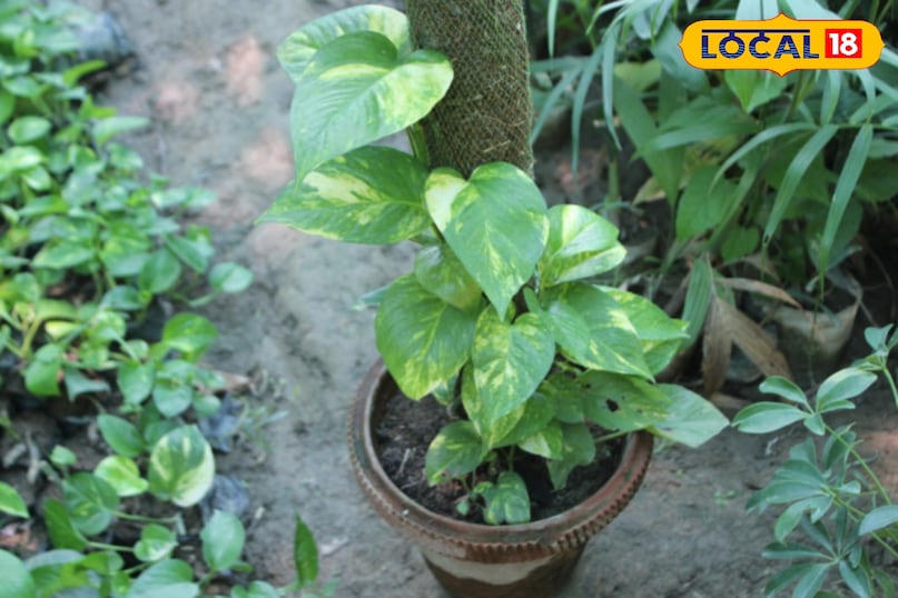 सूखा पौधा 