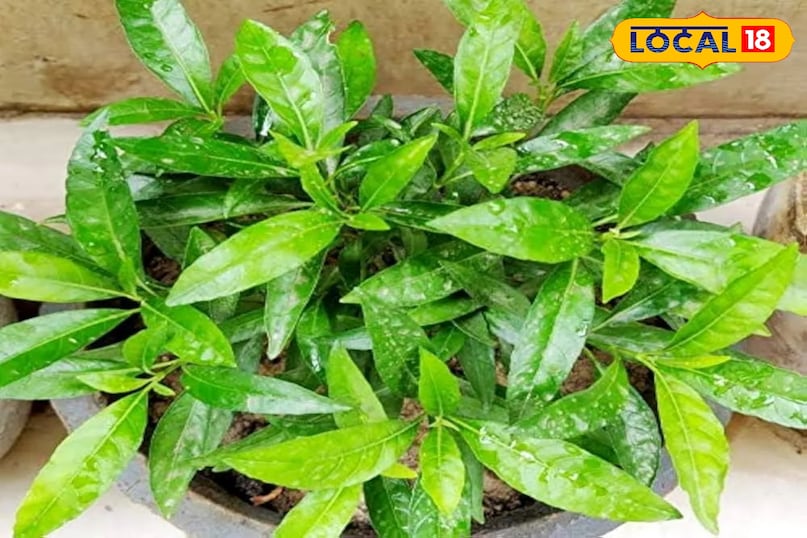 सूखा पौधा 