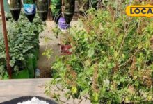 revive dried plants | save dying plants tips | plant care at home | garden expert tips | revive wilted plants | healthy garden tips