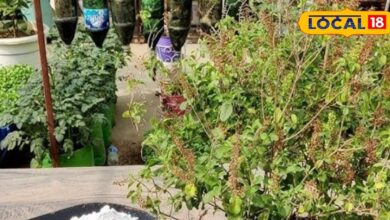 revive dried plants | save dying plants tips | plant care at home | garden expert tips | revive wilted plants | healthy garden tips