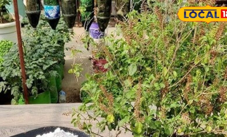 revive dried plants | save dying plants tips | plant care at home | garden expert tips | revive wilted plants | healthy garden tips